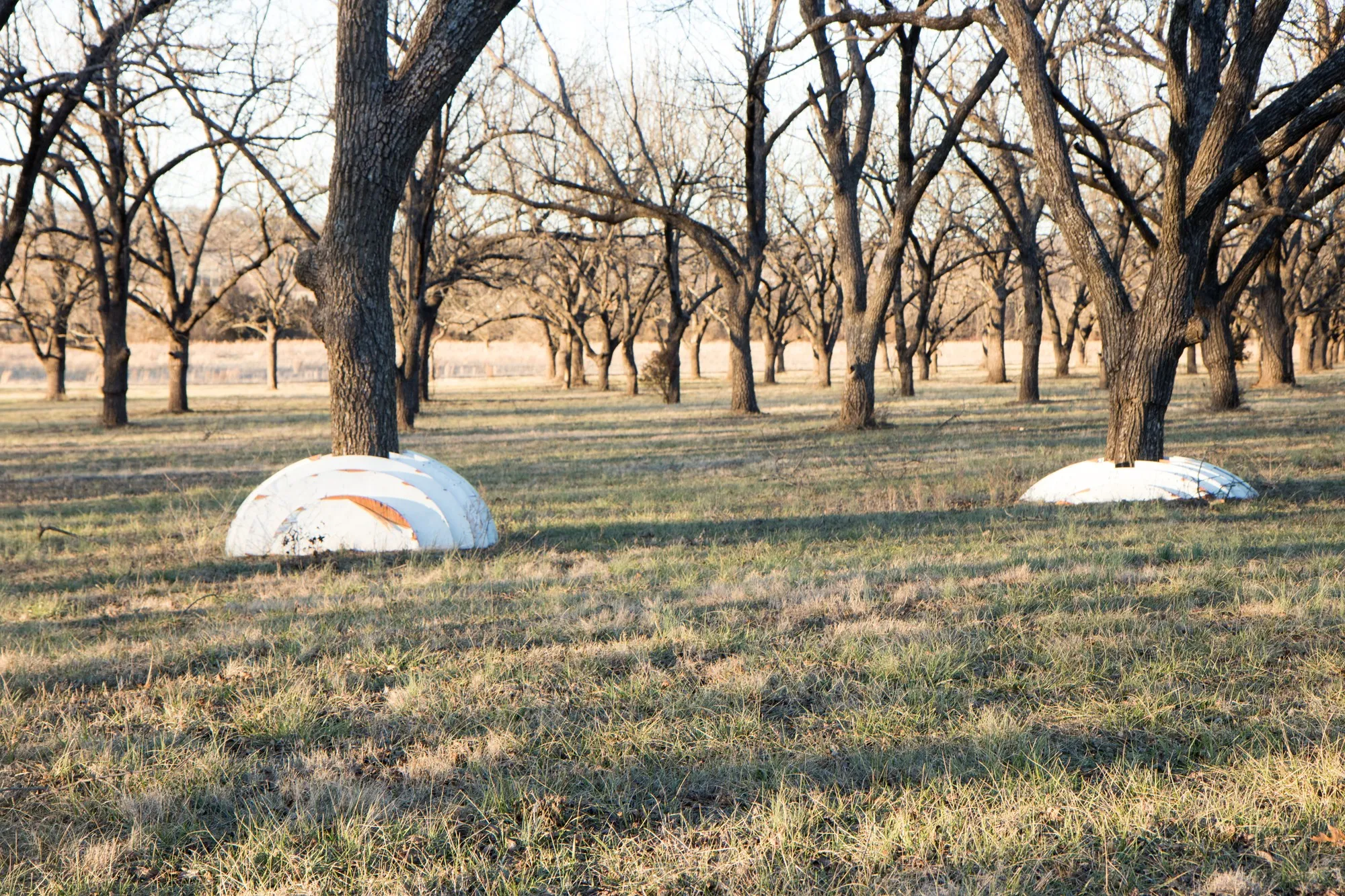Two collapsed domes flat on the ground in the bare winter grove, golden afternoon light