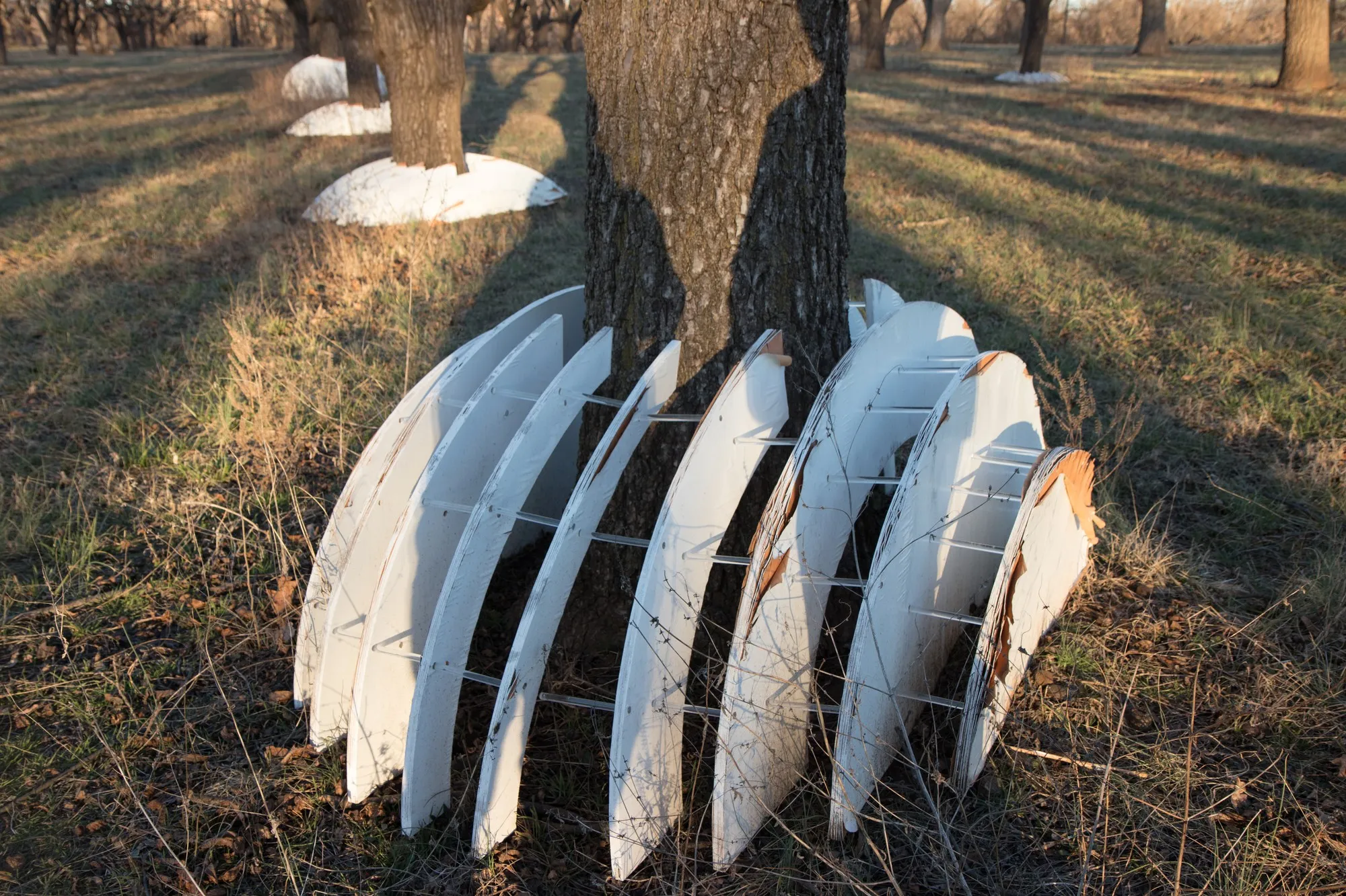Dome ribs leaning against a walnut tree,  the plywood slats stacked and weathered, other domes visible throughout the grove