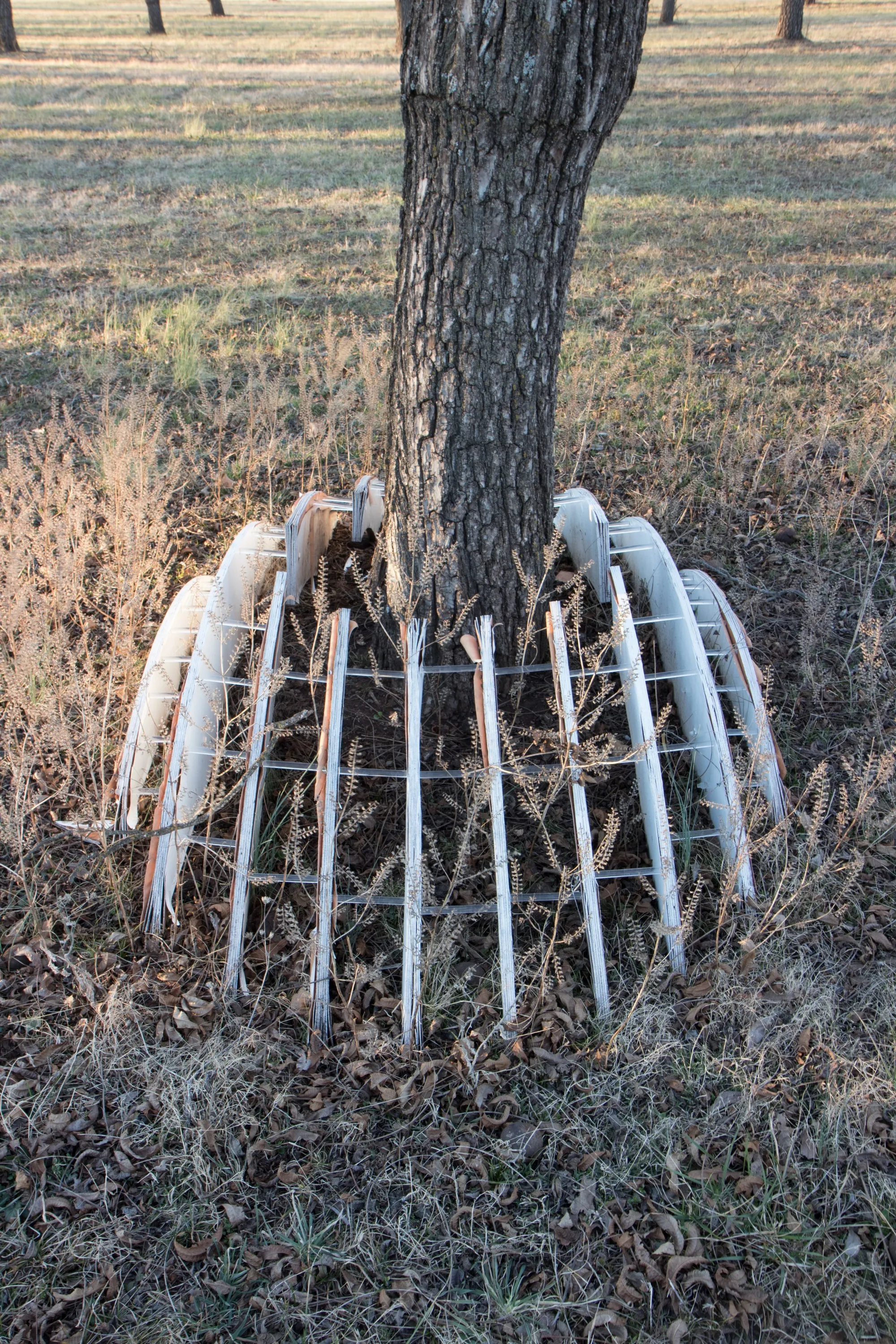 Dome structure collapsed and disintegrating around the base of a tree, weeds growing through the remains