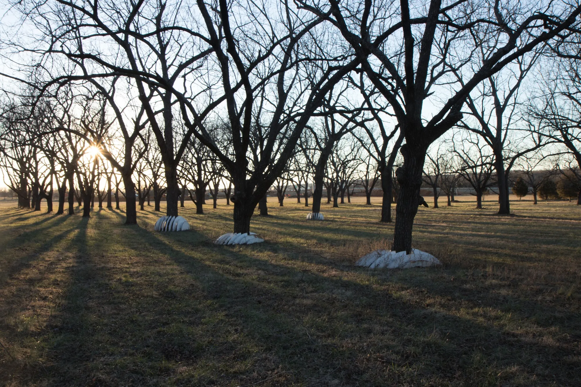 Sun setting through bare walnut trees, long shadows across the grove, the flattened domes barely distinguishable from the landscape